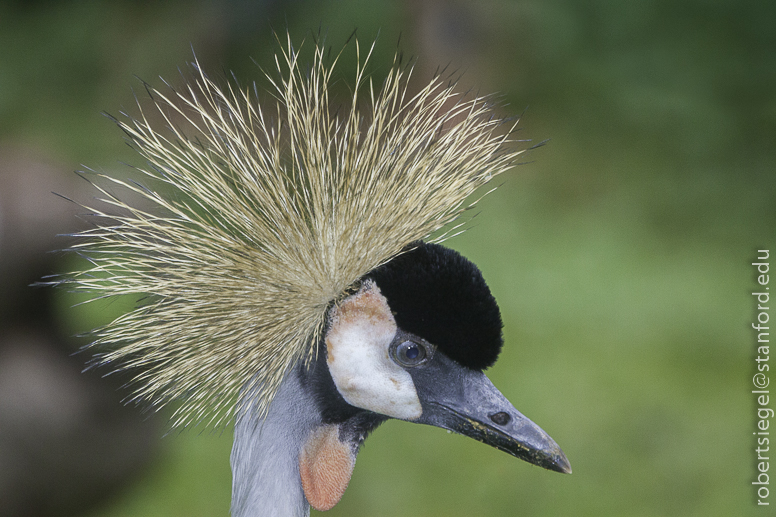 crowned crane